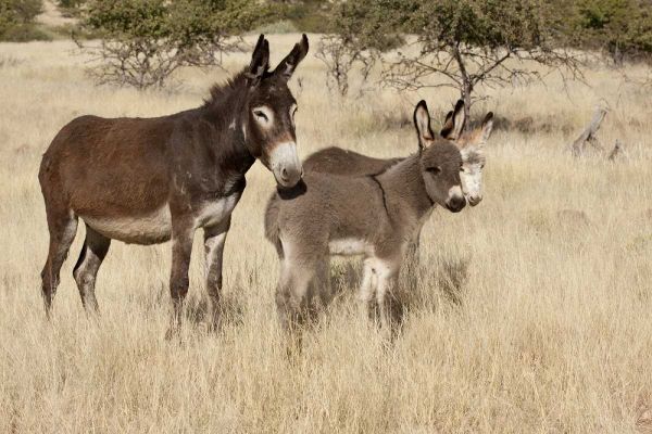 Namibia Adult and young donkeys in dry grass